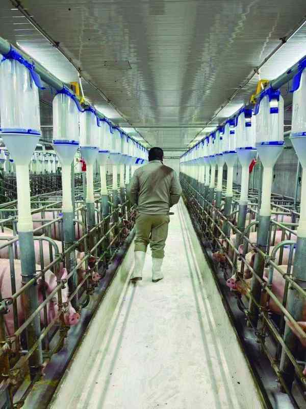 从硬扛风险,到信心满满,生猪保险筑牢养殖户安全底线。 股票财经 从硬扛风险,到信心满满,生猪保险筑牢养殖户安全底线。 股票财经