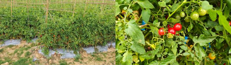  【供应链解密】一颗12°小番茄如何撬动生鲜新消费：京东买手的寻鲜方法论 企业服务